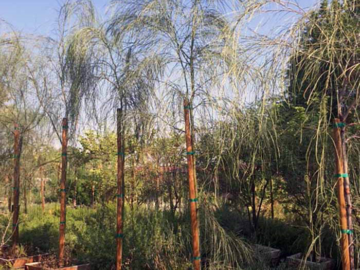 Acacia stenophylla (Shoestring acacia)